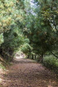 Walking trail with Pine trees